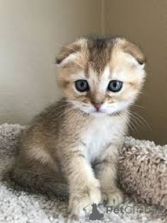 Photo №2 to announcement № 173297 for the sale of scottish fold - buy in Poland private announcement, breeder