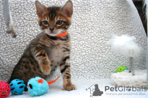 Photo №1. bengal cat - for sale in the city of Cottbus | 317$ | Announcement № 107950