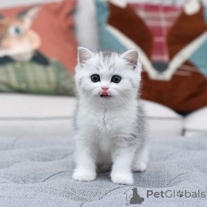 Photo №1.  - for sale in the city of Valencia de alcántara | negotiated | Announcement № 161842