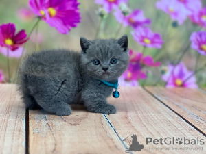 Photo №1. british shorthair - for sale in the city of Miami | 400$ | Announcement № 93380