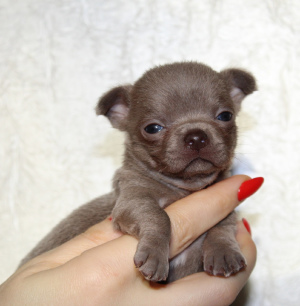 Photo №1. chihuahua - for sale in the city of Tver | 315$ | Announcement № 5165