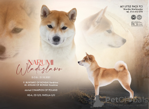 Photo №3. Shiba Inu dogs available for reservation. Poland