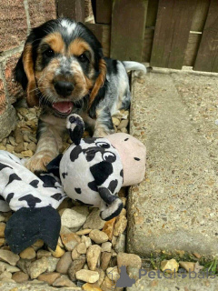 Photo №1.  - for sale in the city of Aalter | 500$ | Announcement № 161152