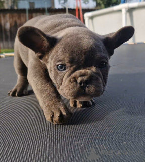 Photo №3. French bulldog puppies. Belarus