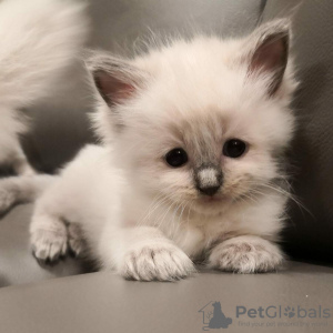 Photo №2 to announcement № 97598 for the sale of ragdoll - buy in Germany 