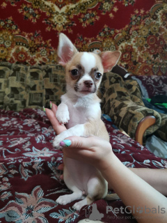 Additional photos: Chihuahua puppy