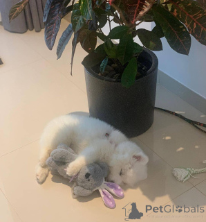 Photo №2 to announcement № 173354 for the sale of samoyed dog - buy in Greece private announcement
