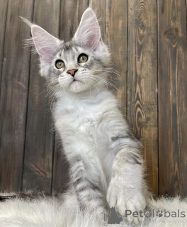 Photo №2 to announcement № 161777 for the sale of maine coon - buy in United States breeder