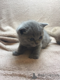 Additional photos: British shorthair kittens for sale around Germany