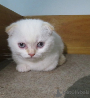 Photo №1. scottish fold - for sale in the city of Głogów | negotiated | Announcement № 167242