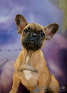 Additional photos: French Bulldog Puppies for Sale