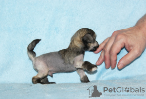 Photo №1. chinese crested dog - for sale in the city of Москва | 325$ | Announcement № 39509