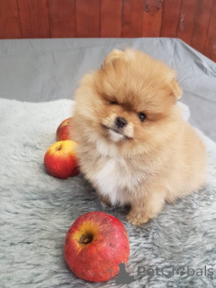 Photo №1. pomeranian - for sale in the city of Aarau | negotiated | Announcement № 167609