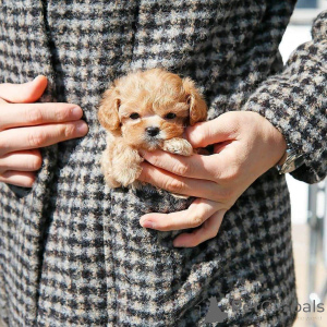 Photo №3. Toy poodle puppy. United States