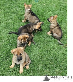Photo №1. german shepherd - for sale in the city of Hagenbach | 329$ | Announcement № 147588