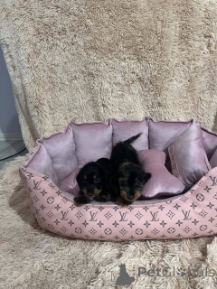 Photo №2 to announcement № 176772 for the sale of dachshund - buy in Serbia 
