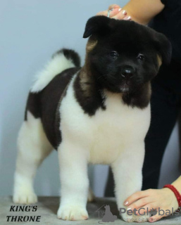 Photo №1. american akita - for sale in the city of Москва | negotiated | Announcement № 17946