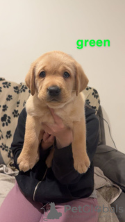 Additional photos: Lovely litter of KC Registered Labrador puppies.