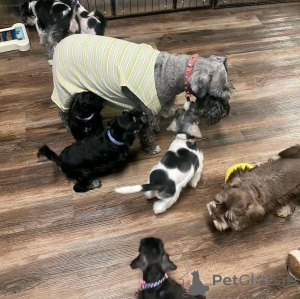 Photo №3. Cachorros schnauzer disponibles para adopción. Germany