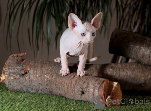 Photo №1. sphynx cat - for sale in the city of Kharkov | 400$ | Announcement № 10334