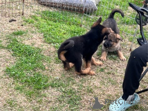 Photo №3. German Shepherd Puppies. United States