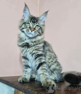 Photo №1. maine coon - for sale in the city of West Palm Beach | 300$ | Announcement № 87566