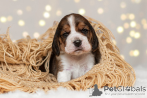 Photo №2 to announcement № 8993 for the sale of beagle - buy in Russian Federation breeder