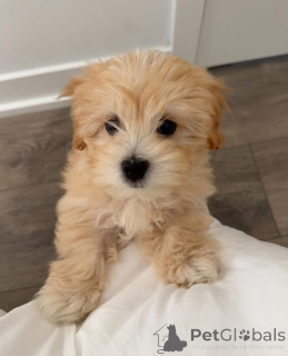 Photo №3.  BEFORE MESSAGING, PLEASE READ - Make sure youve already discussed with your. United States