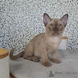 Photo №1. burmese cat - for sale in the city of Helsinki | negotiated | Announcement № 118726