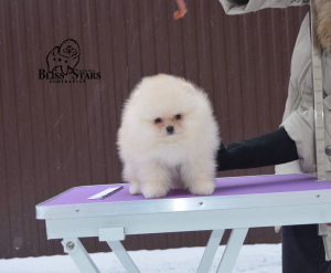 Photo №1. pomeranian - for sale in the city of Tobolsk | 3321$ | Announcement № 3919