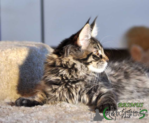 Photo №2 to announcement № 9394 for the sale of maine coon - buy in Russian Federation private announcement, from nursery, breeder