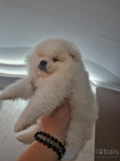 Photo №2 to announcement № 99846 for the sale of pomeranian - buy in Serbia breeder