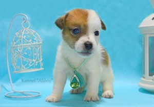 Photo №1. jack russell terrier - for sale in the city of Novopolotsk | 250$ | Announcement № 3839