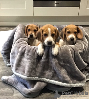 Photo №3. Healthy Beagle puppies for free adoption. Germany