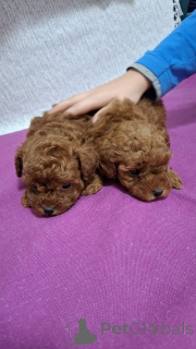 Photo №4. I will sell poodle (toy) in the city of Belgrade. breeder - price - negotiated