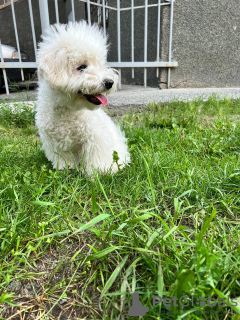 Photo №2 to announcement № 65720 for the sale of bichon frise - buy in Turkey breeder