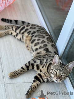 Photo №2 to announcement № 163943 for the sale of bengal cat - buy in Georgia from nursery, breeder