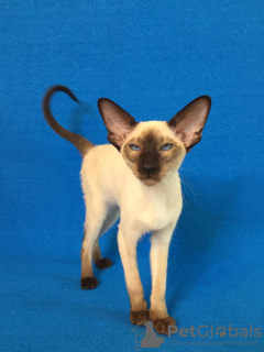 Photo №2 to announcement № 11087 for the sale of oriental shorthair - buy in Russian Federation from nursery