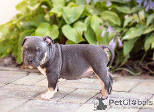 Photo №1. american bully - for sale in the city of Voronezh | 1380$ | Announcement № 25725