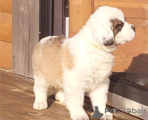 Photo №2 to announcement № 55852 for the sale of st. bernard - buy in Belgium private announcement, breeder