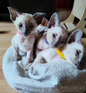 Photo №1. siamese cat - for sale in the city of Konin | 361$ | Announcement № 178692
