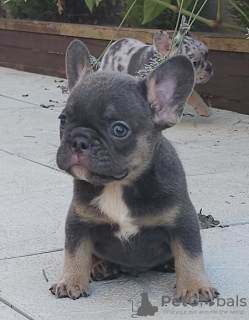 Photo №2 to announcement № 111120 for the sale of french bulldog - buy in Serbia breeder