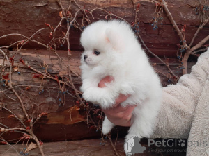 Photo №2 to announcement № 119490 for the sale of pomeranian - buy in Germany private announcement