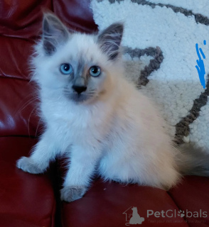 Photo №1. birman - for sale in the city of Munich | 361$ | Announcement № 177563