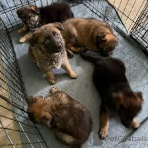 Photo №1. german shepherd - for sale in the city of Paris | 1032$ | Announcement № 164747