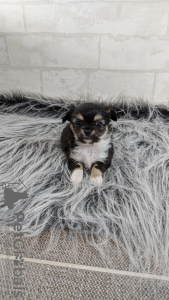 Additional photos: Chihuahua puppies from kennel
