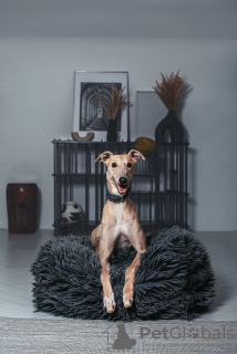 Photo №3. Melissa the greyhound is looking for a home!. Russian Federation
