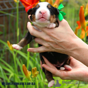 Photo №4. I will sell bernese mountain dog in the city of Kolomna. from nursery - price - 14$