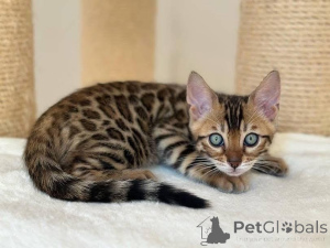 Photo №2 to announcement № 153254 for the sale of bengal cat - buy in Sweden private announcement