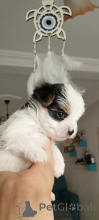 Photo №1. beaver yorkshire terrier - for sale in the city of Balykesir | 600$ | Announcement № 156722